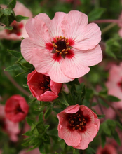 Load image into Gallery viewer, Swish Yarns Club