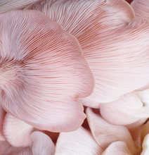 Load image into Gallery viewer, Swish Yarns Club